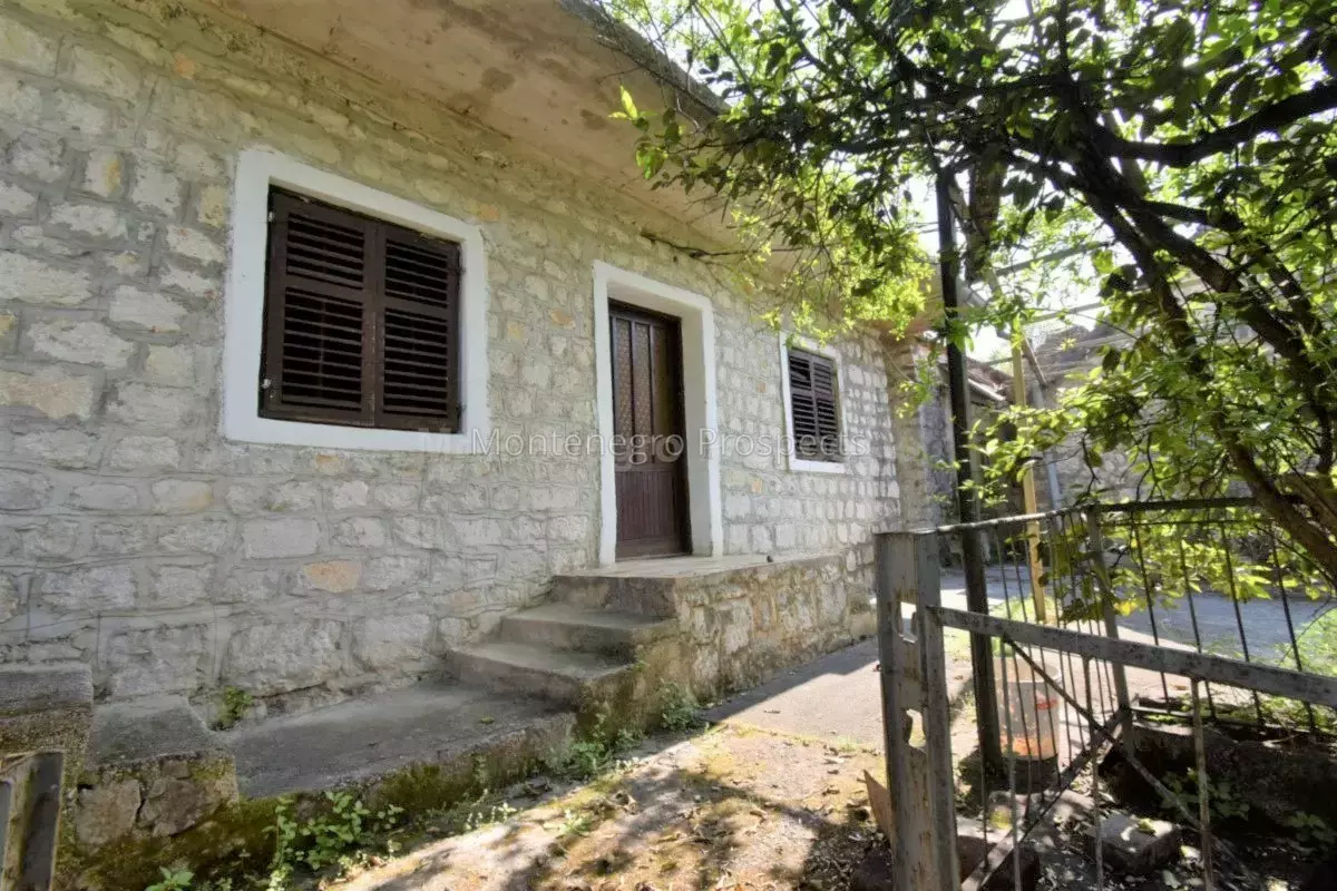 Kot 0315 1200x800.jpg