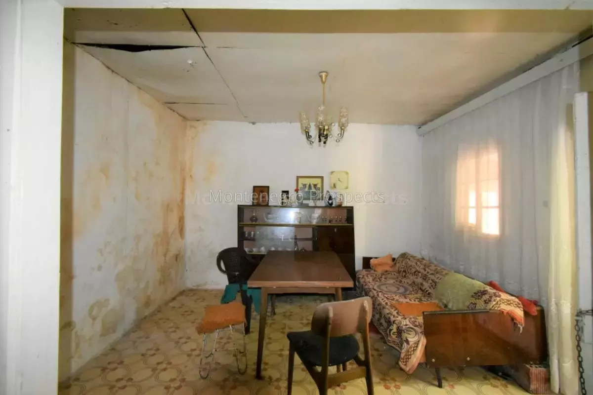 Kot 0335 1200x800.jpg