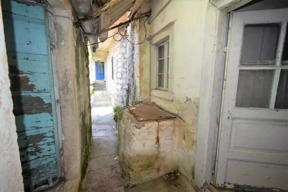 Kot 0336 1200x800.jpg