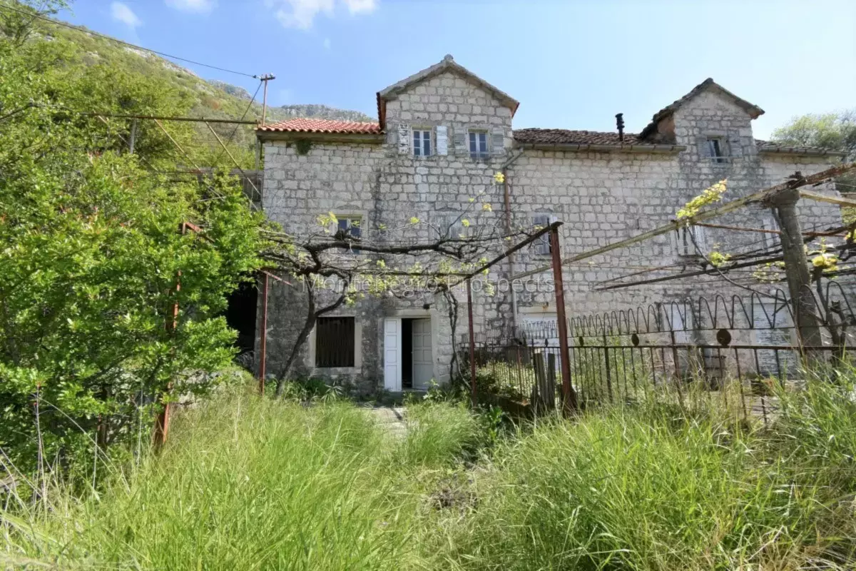 Kot 0355 1200x800.jpg