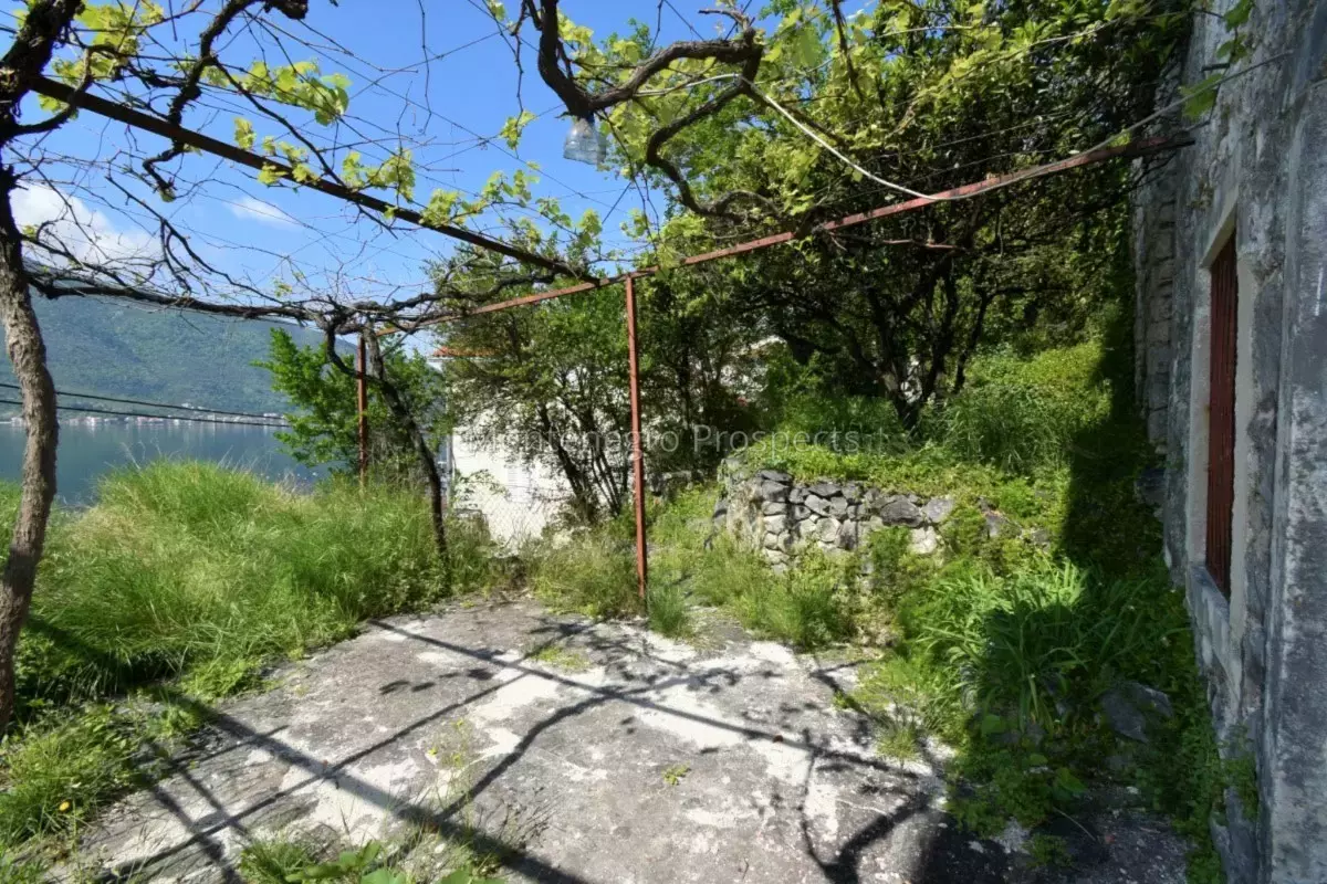 Kot 0367 1200x800.jpg