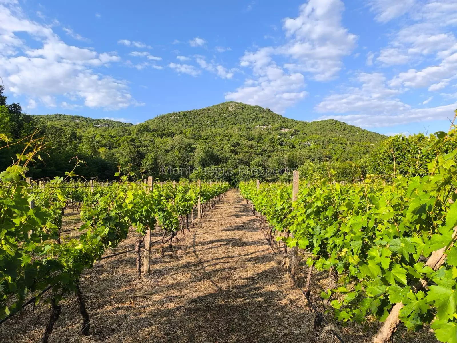 14187 vinograd drusici 1