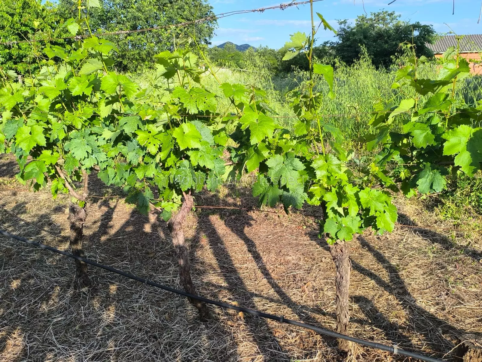 14187 vinograd drusici 3