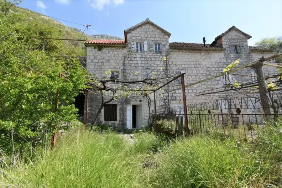 Kot 0355 1200x800.jpg