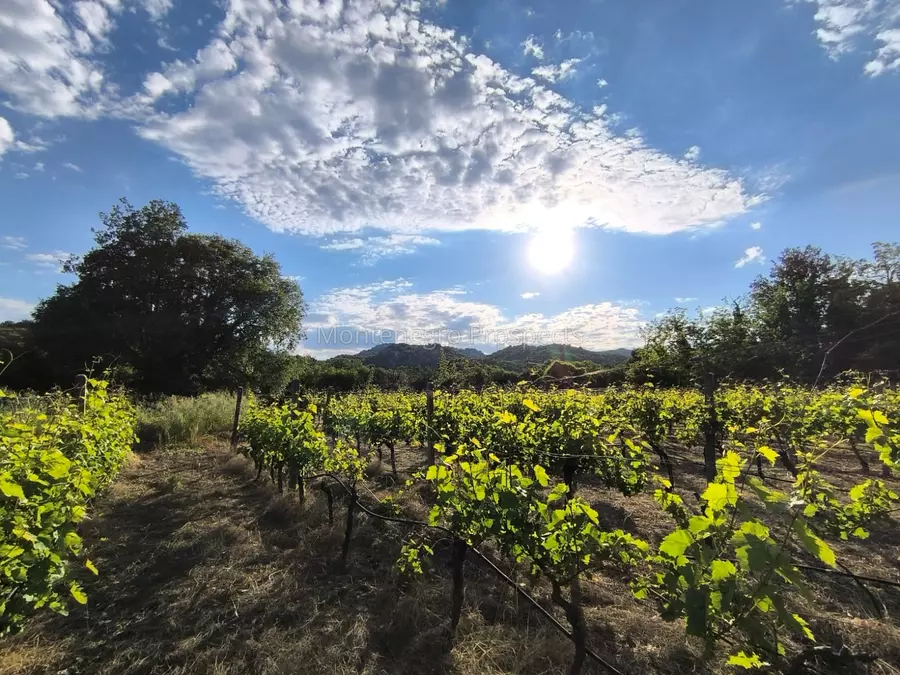 14187 vinograd drusici 9